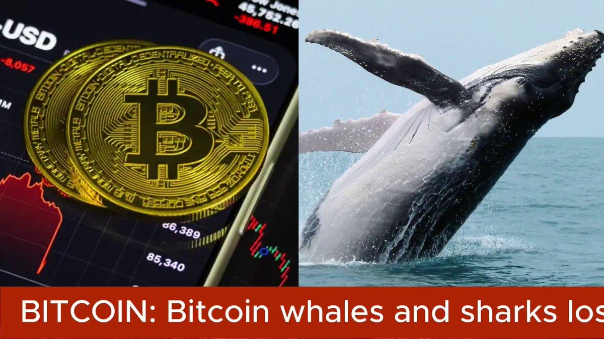 Bitcoin Whales And Sharks Lost Huge In Q1 2026