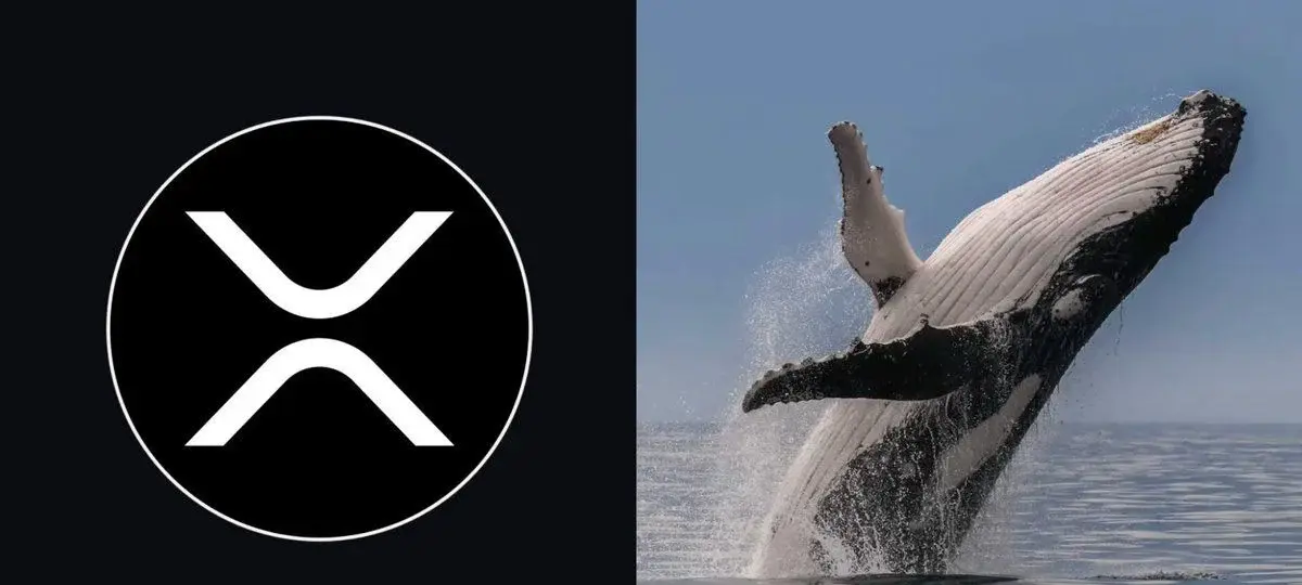 Xrp Whale Wallets Hit All Time High