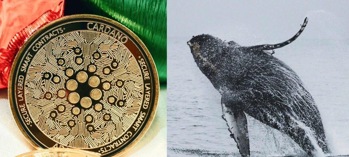 Cardano Whales Keep Buying The Dip