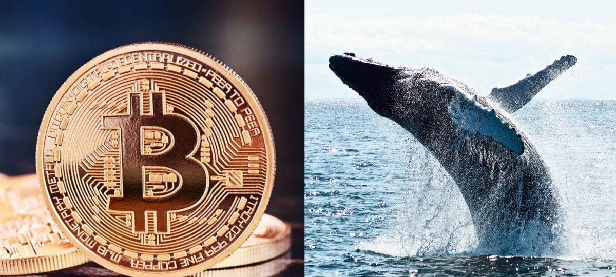 Bitcoin Whales Keep Buying