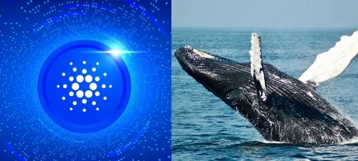 Cardano Whales Are Accumulating Again