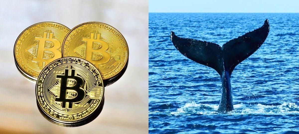 Bitcoin Whales Hit The Brakes