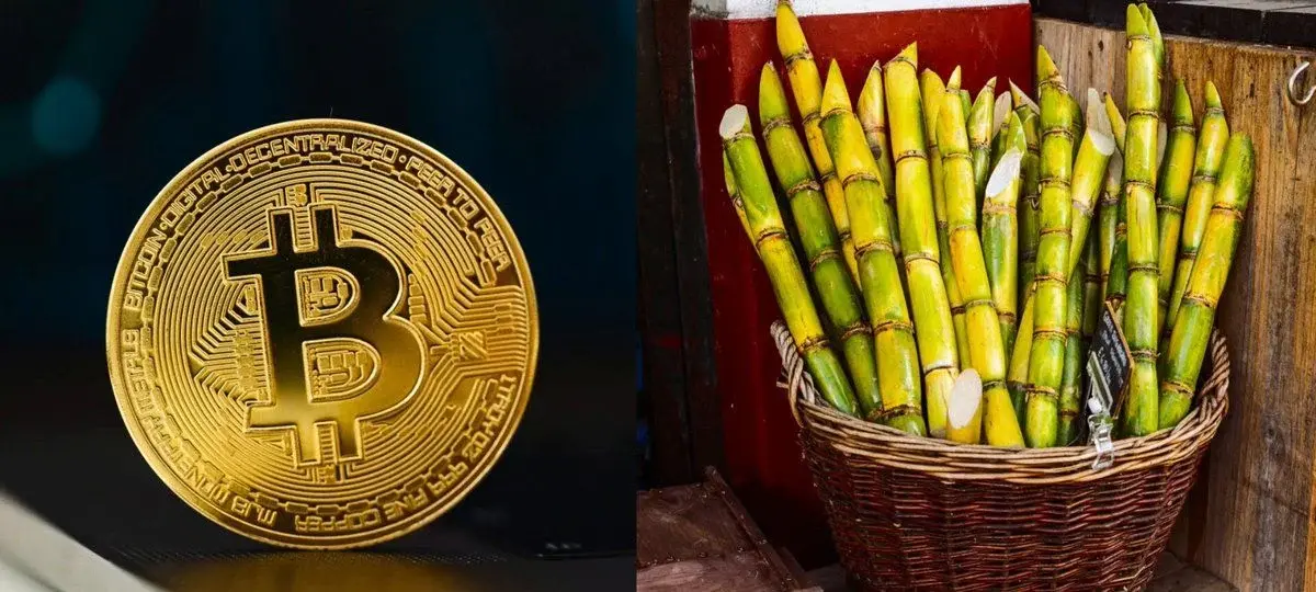 Bitcoin To Be Mined With Sugarcane Power?