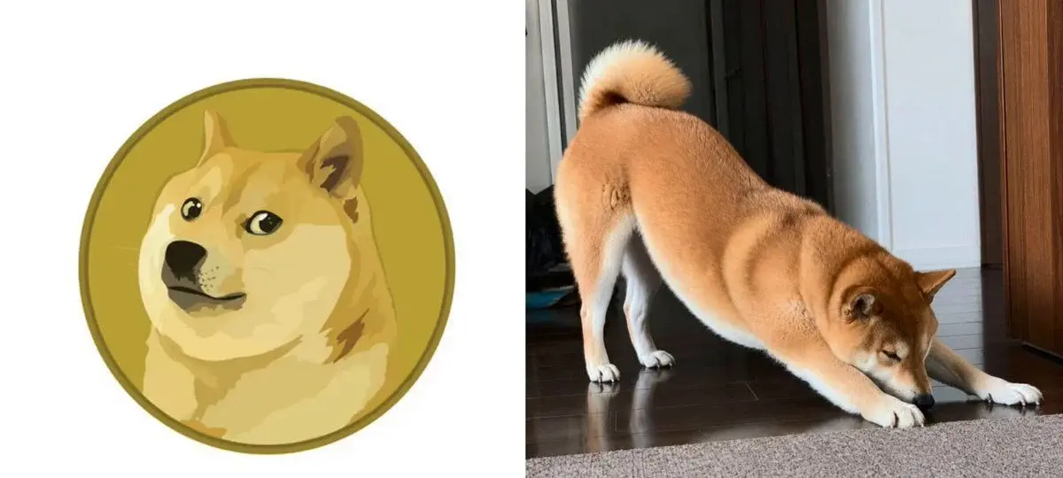 Dogecoin Falls 26% And Its Own Account Is Making Yoga Jokes